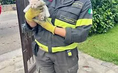 Gattino incastrato sottoterra, salvataggio a Campofelice di Roccella