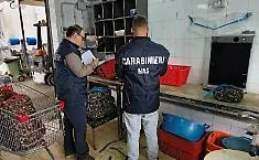 Allarme igienico-sanitario a Palermo: carabinieri del Nas chiudono pescherie e gelaterie, sanzioni per 34 mila euro