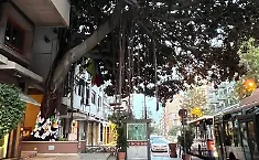 albero falcone