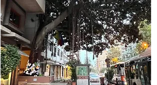 albero falcone