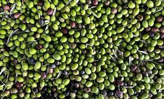 Olio d&rsquo;oliva,16mila tonnellate invendute in Sicilia. Barbera: &laquo;Concorrenza dei prezzi da Spagna e Grecia&raquo;